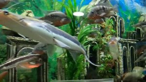 Алуштинский аквариум