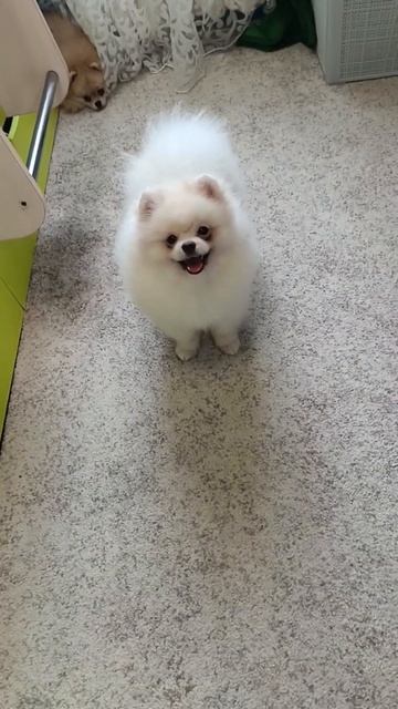 #шпиц . Банда любимок🥰😊Доброе всем утро🤗🙂 смотреть онлайн