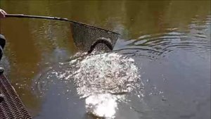 Поимки форели на спиннинг. Спорт-зона. Клёвое место Лосиный остров.