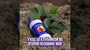 🍓 Уход за клубникой во второй половине мая — залог щедрого урожая!
