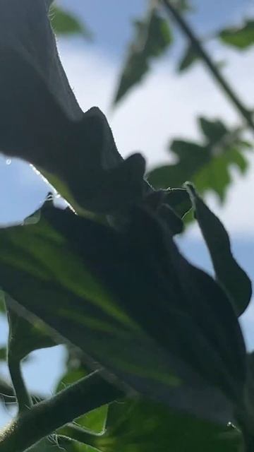 Томаты на подоконнике.Первые завязи.Сорт Афродита. #вы смотреть онлайн