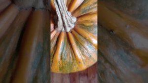 Тыква голосемянная -  мать года.       #хутор #тыква #голос