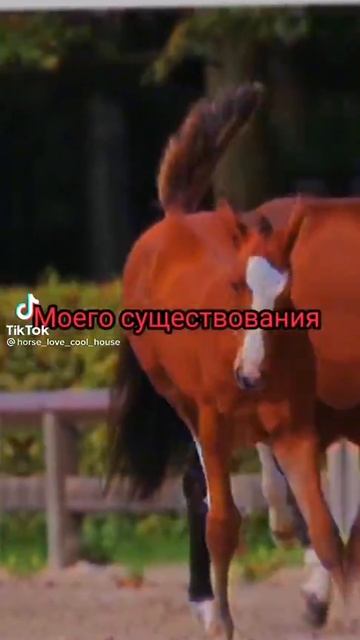 ЛОШАДИ ЭТО ЧУДО! ЛОШАДИ ЭТО ПРИЧИНА смотреть онлайн