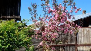 ул. Плодопитомник. Пруды - Кемерово