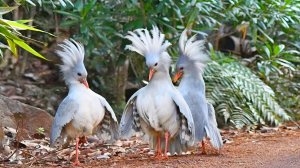 Уникальная птица,которая лает, как собака и не умеет летать!