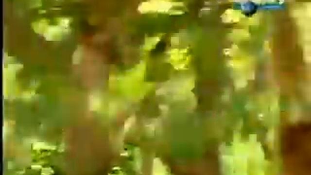 Абезьяна хочит поиграть с тигром смотреть онлайн