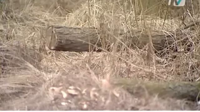 Вырубка деревьев в парке Александрино смотреть онлайн