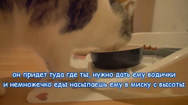 Позови кота с собой. Песни для настроения. Караоке с текстом смотреть онлайн