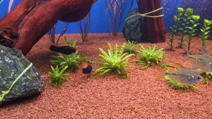 как растут растения в аквариуме.