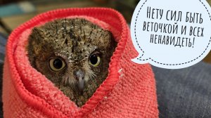 Сова сплюшка Калинка заболела: проблема с яйцом