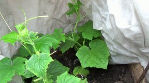 Высадила огурцы в холодную теплицу. На ночь укутываю.