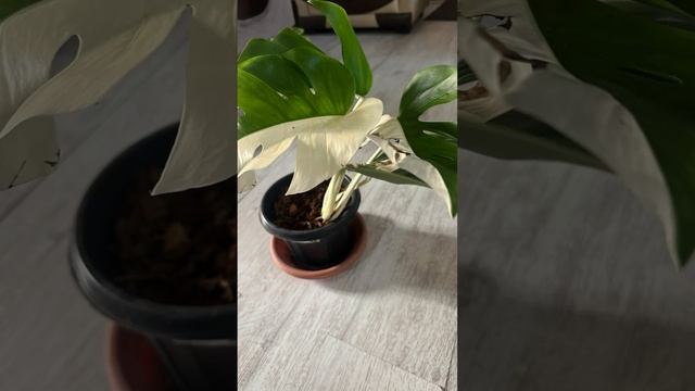 Питание хомяка должно быть разнообразным