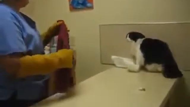 Адский кот на приеме у ветеринара! A cat from hell and a doctor смотреть онлайн