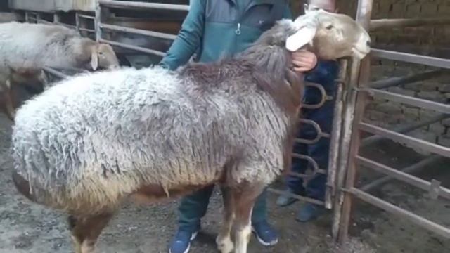 Кыргызстанан келген порода кошкарлар 700 $ дан ☎️ 90 386 02 00