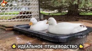 Идеальное птицеводство достойно восхищения 🐓🦆🦢🦚🦃🐔 эпизод (212)
