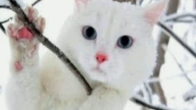 Я Снежок (что я больше делать ....) мяу смотреть онлайн