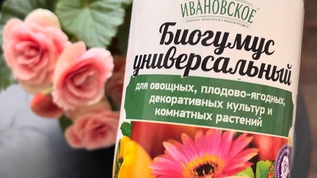 Два удобрения для бегоний, которые сделают их цветени смотреть онлайн