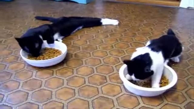 Пьяные котики