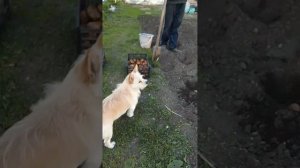 Сажаем картошку.