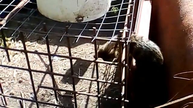 Маленький не значит что трус!!! смотреть онлайн