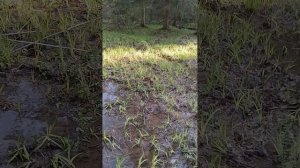 ВЕСЕННИЙ ЛЕС, ВОДОПАД.
