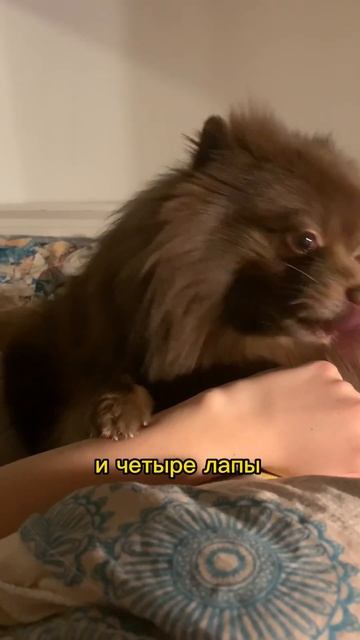 #шпиц #шпицуля #шпицмишка #собака #немецкийшпиц #pomeranian #spitz