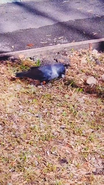 Галка строит гнездо #Shorts смотреть онлайн