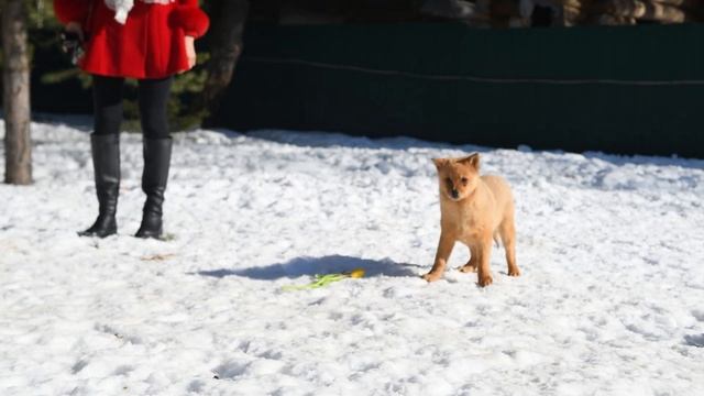 С 8 марта всех владелиц карело-финских лаек! Happy Women's Day! смотреть онлайн