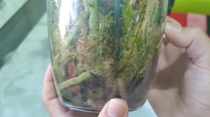 Чудесное преображение старой запущенной орхидеи. Коротко об уходе и поливе