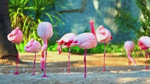 🦅ДИКИЕ животные🐯