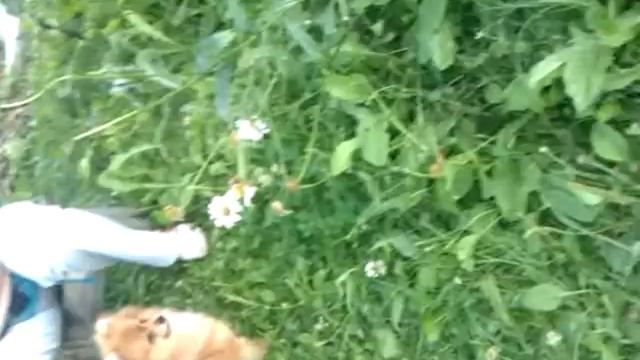 Шпицята - весёлые ребята смотреть онлайн