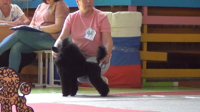 35. 3,07,2022, г.Касли. Моно пуделей. Сравнение на ЛПП смотреть онлайн