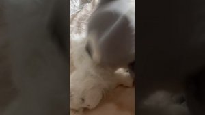 Нашли Снежка