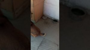 Шарик2 разбился телефон вена друга