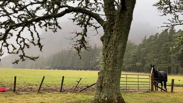 Конь в пальто. Шотландия. Инвернест. смотреть онлайн