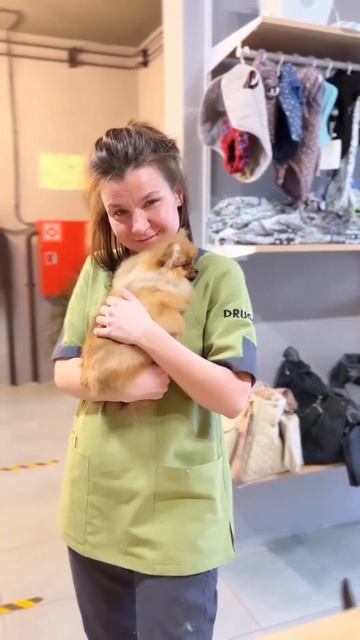 друг-груминг.рф shorts собака шпиц