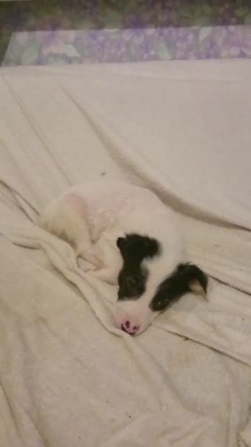 Отдаю щенков в хорошие руки!!!