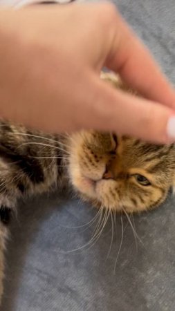 Милая кошечка 🐱