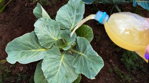 Слизни и Гусеницы на Капусте Исчезли. За 1 ночь избавилась от вредителей, теперь листья без дыр