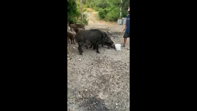 Пансионат Виктория. Забрела семейка диких кабанов. смотреть онлайн