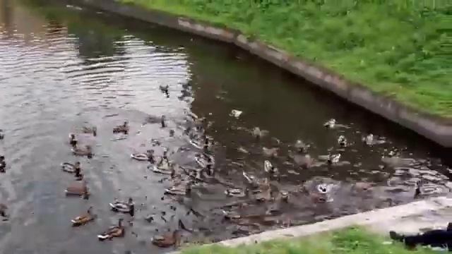 Манзарахои бехтарин дар. Питер👍 смотреть онлайн