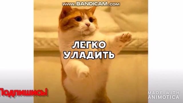 ЛУЧШИЕ💥МЕМЫ🥳С КОТАМИ😸2020!#8/ 2020ГОД/КОТ/ МЕМЫ🥳😂/ ПРИКОЛ/ КАБАЧОК/ мем