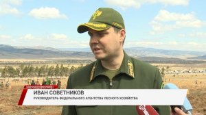 В Заиграевском районе высадили более 60-ти тысяч сеянцев сосны