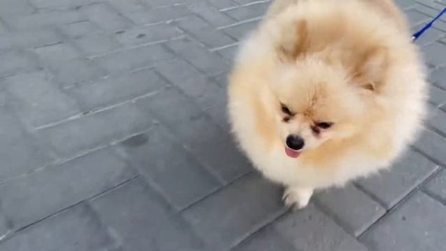 Шпиц гуляет 2. ПЕРЕЗАГРУЗКА #funnyvideos #ukraine #animals #популярное смотреть онлайн