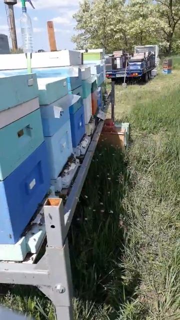 Акация смотреть онлайн