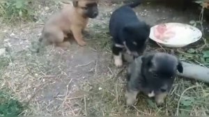 Братья наши меньшие. Щенки уже твердо стоят на ногах.