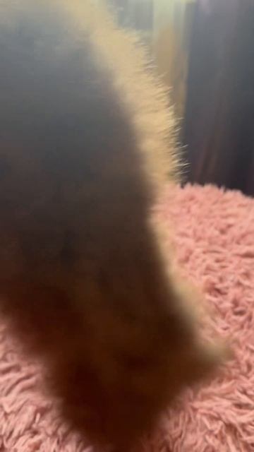 Шоколадная девочка шпиц puppy