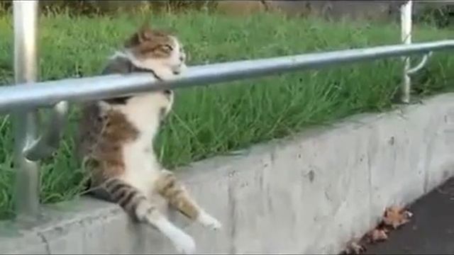 Кошак уснул)Прикол смотреть онлайн