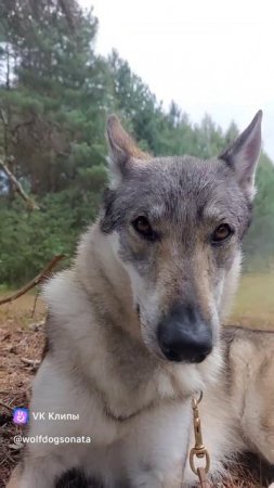 казачок2 волки на съёмках