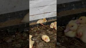 Уток не остановить🦆🦢
